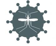 Tổng quan về véc tơ chính của Chikungunya
