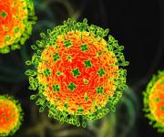 Dịch bệnh do vi rút Nipah và các biện pháp phòng chống tại Việt Nam